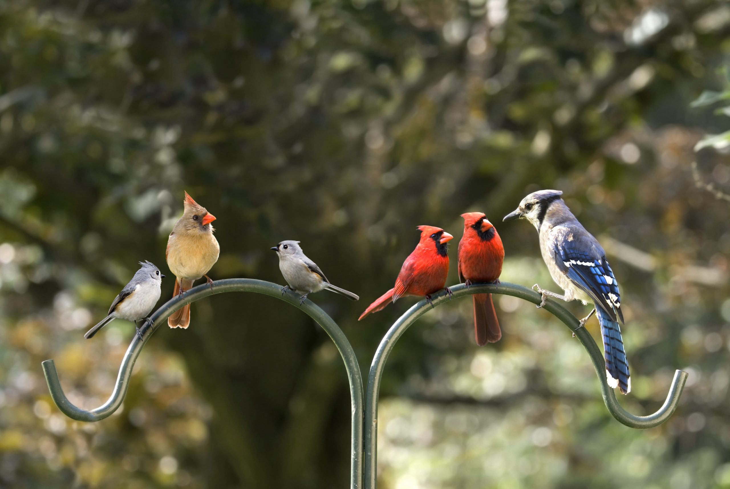 Home Cole's Wild Bird Seed